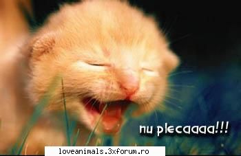 poze Funny - nu plecati va roaga pisicuta - Poze
