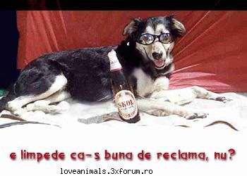 poze Funny - pana si cainii beau oare o sa se inbete? - Poze