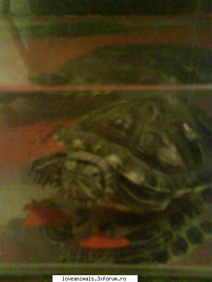 poze cu animalul vostru - diana_love_animals - Poze